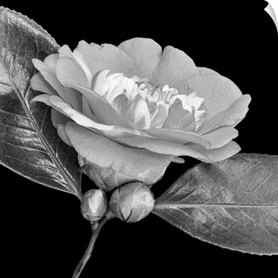 Bright Monochrome Gray White Veined Camellia Blossom, Two Buds, On Black