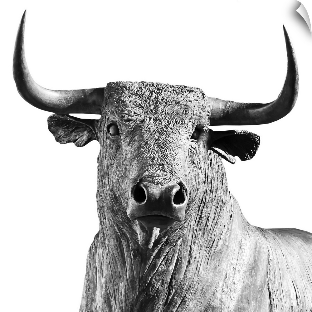 A bull on a white background.
