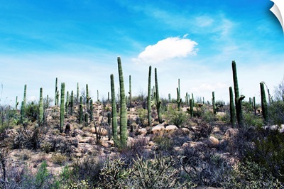 Cactus, Sonoran Desert, Arizona