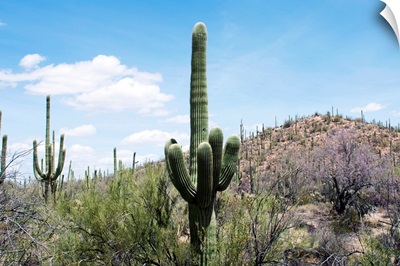Cactus, Sonoran Desert, Arizona