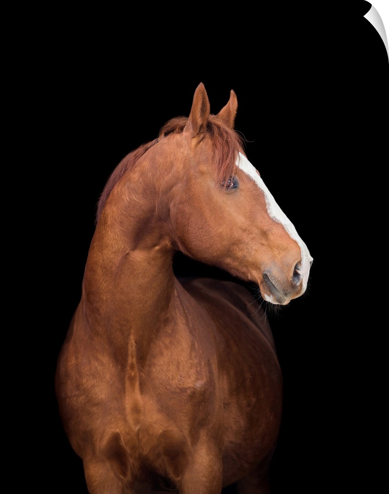 Chestnut Arabian filly horse portrait isolated on black background.