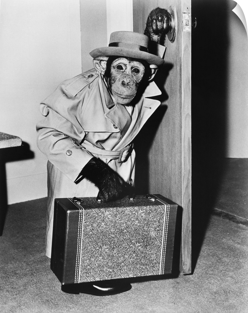 Chimpanzee in coat and hat walking with a suitcase.