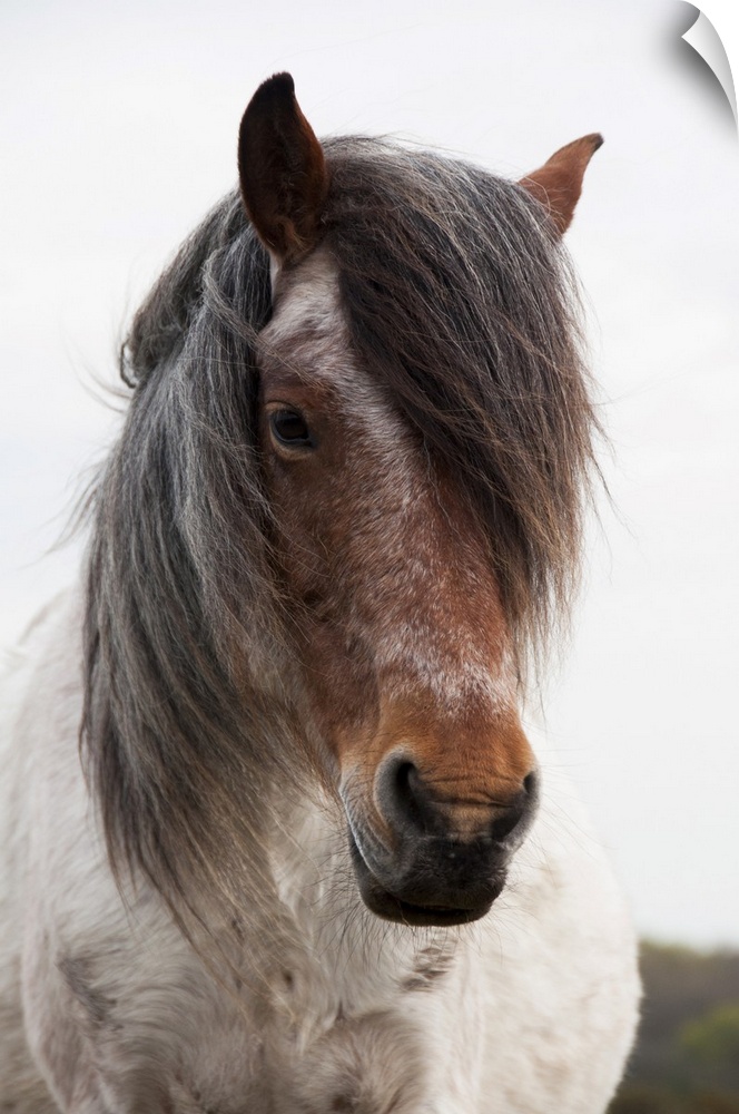 Close-Up View Of Two-Colored Pony With Lush Mane