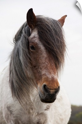 Close-Up View Of Two-Colored Pony With Lush Mane