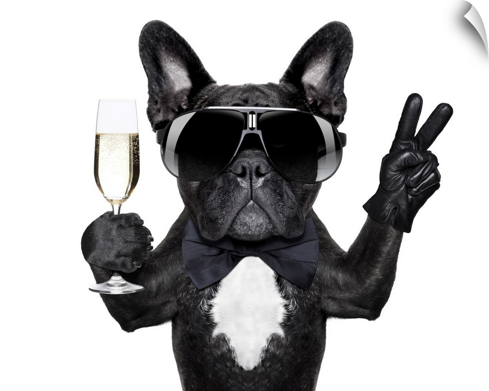 French bulldog with a champagne glass in one hand and the peace sign in the other.
