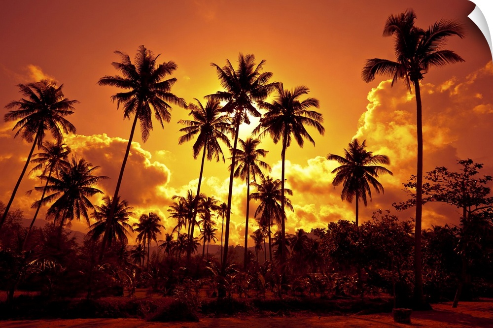 Coconut palms on sandy beach in the tropics on sunset. Thailand, Koh Chang, Klong Prao.