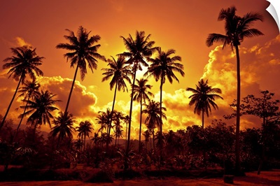 Coconut Palms On Sand Beach In Tropic