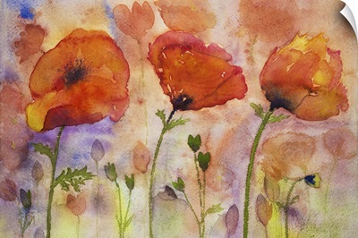 Colorful Poppies And Buds