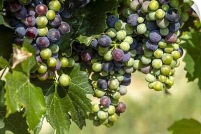 Colorful Wine Grapes On Grapevine