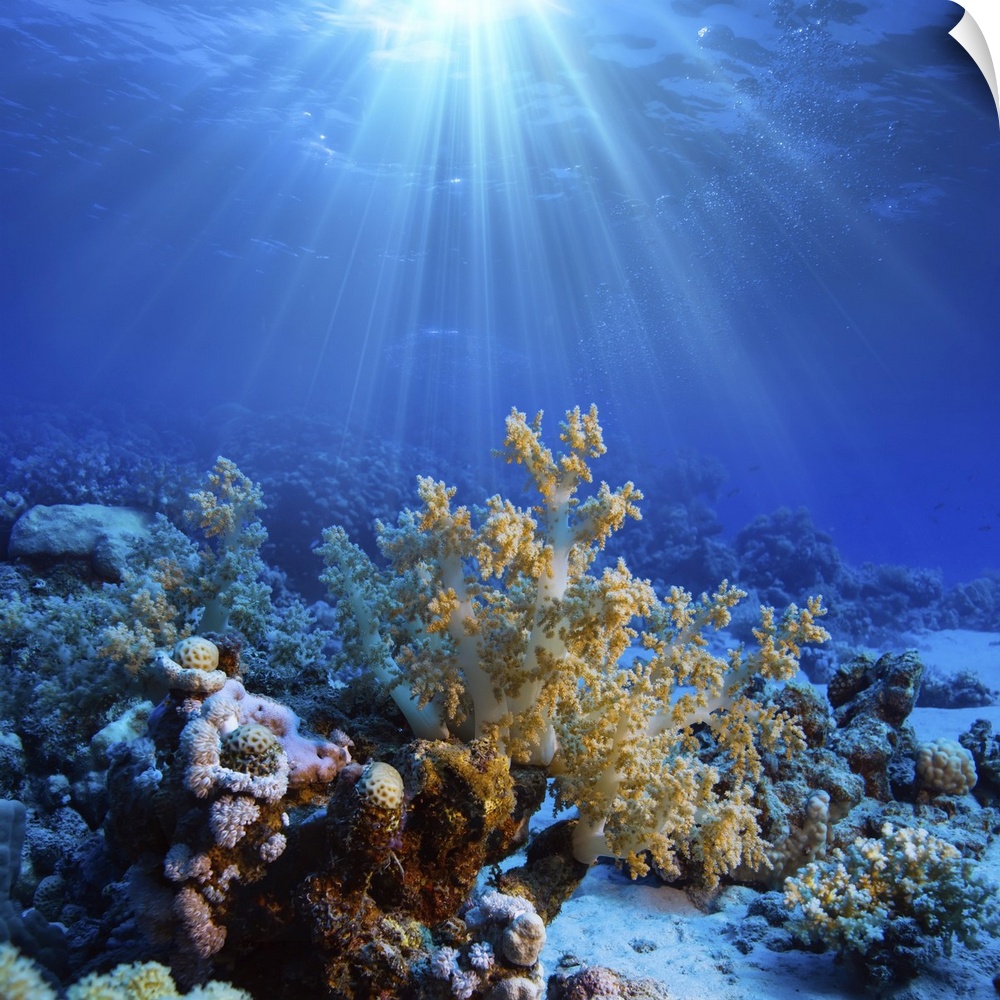 Underwater coral reef in open deep sea.