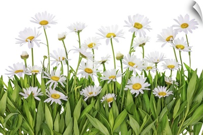 Daisies In A Summer Meadow