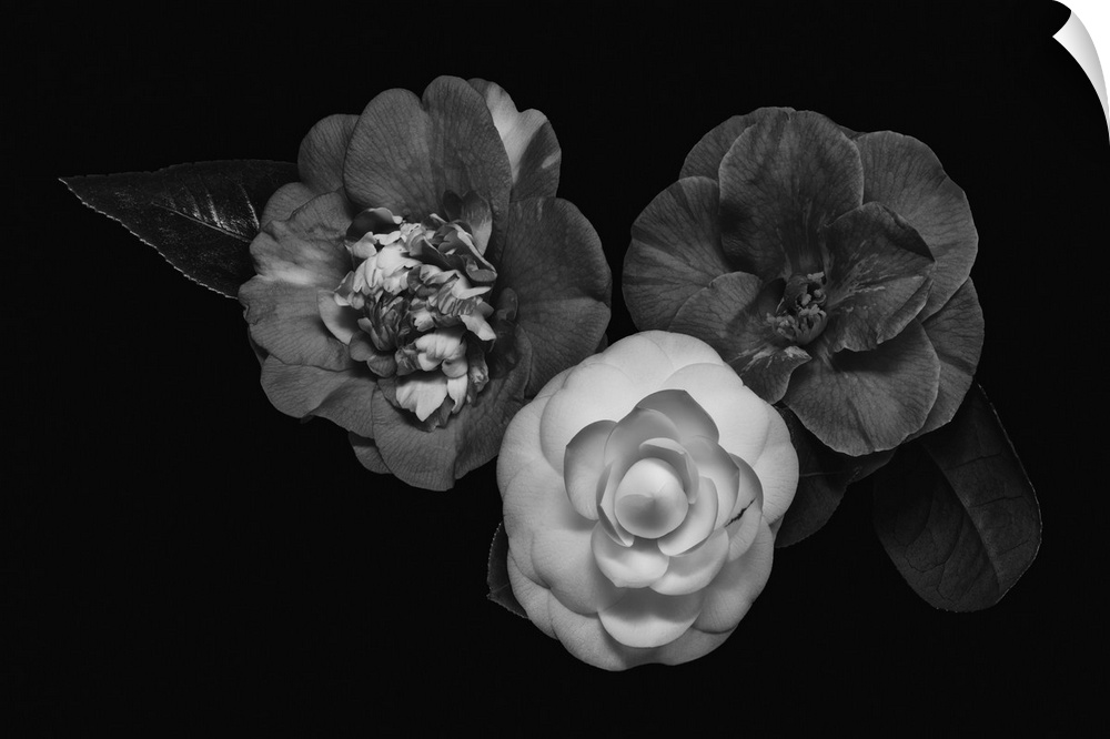 Dark monochrome macro of three camellia blossoms on a black background.