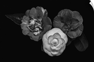 Dark Monochrome Macro Of Three Camellia Blossoms