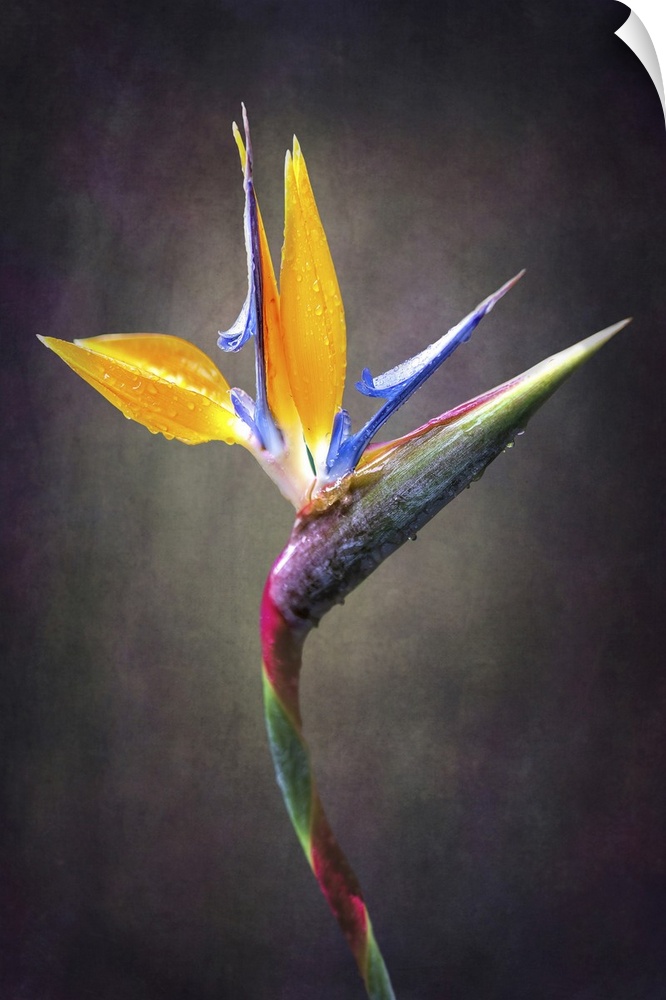Fine art close up of a Strelitzia flower.