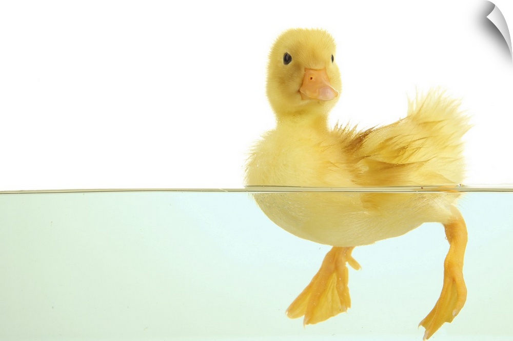 cute floating duckling isolated on white.