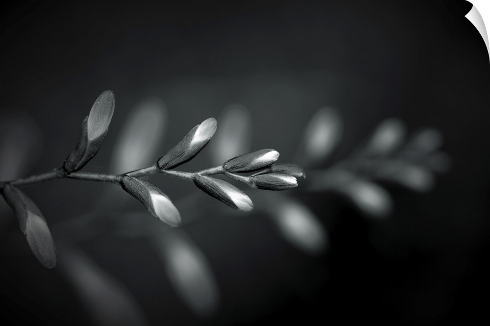 Black and white flower buds with another branch in the background.
