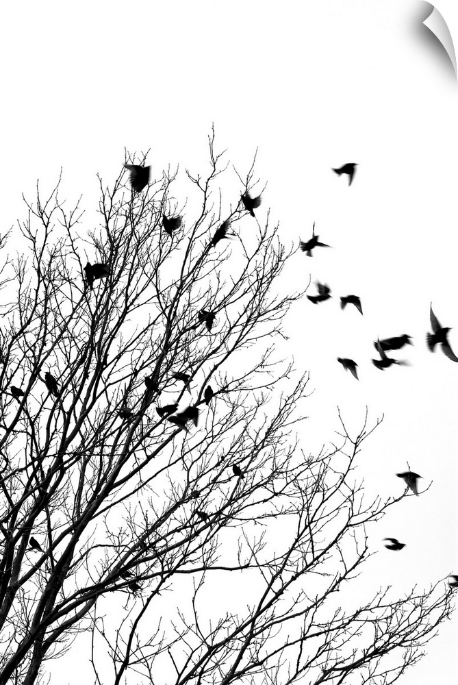 Black and white image of birds flying off a tree.