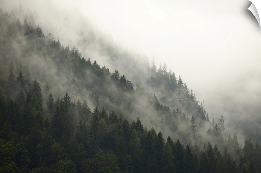 Fog in the mountain forests.