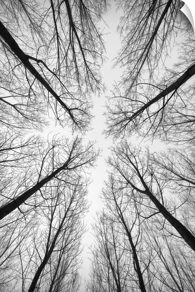 Black and white picture of forest trees.