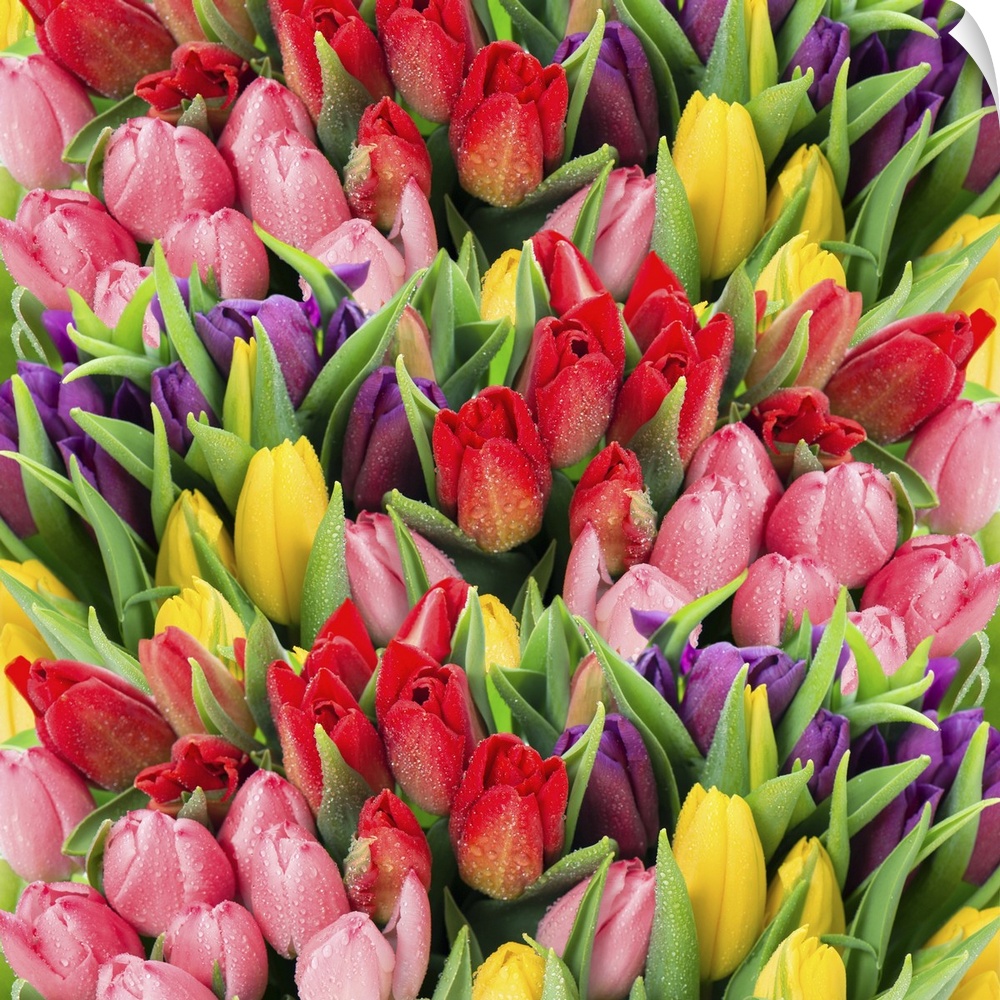 Bouquet of multicolor tulips. Fresh spring flowers with water drops. Floral backdrop.