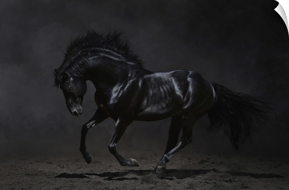 Low-key photography of a galloping black horse.