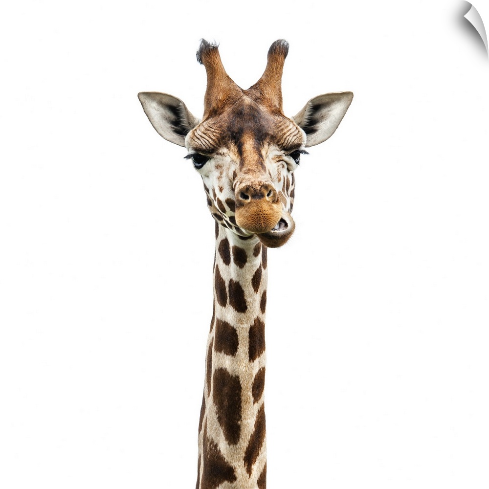 Funny giraffe face isolated on white.