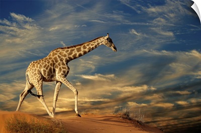 Giraffe On Sand Dune
