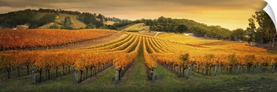 Golden Vineyard In South Australia