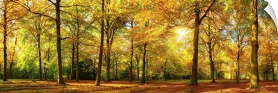 Gorgeous Autumn Panorama Of A Sunny Forest