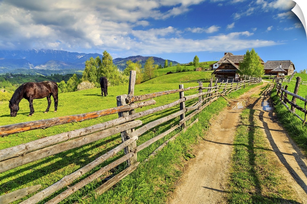 Alpine rural landscape with grazing horses on the green fields, bran, Transylvania, Romania, Europe.