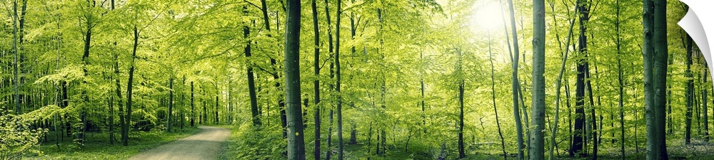 Panorama landscape of a beech forest in the spring.