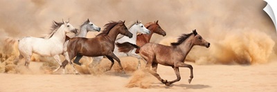 Herd Gallops In The Sand Storm