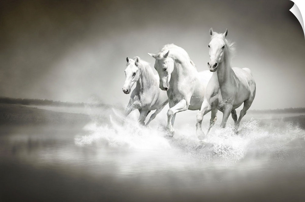 Photo of a herd of white horses running through water.