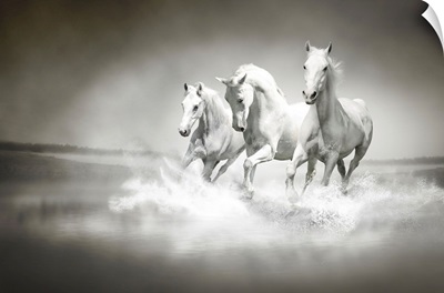 Herd Of White Horses Running Through Water