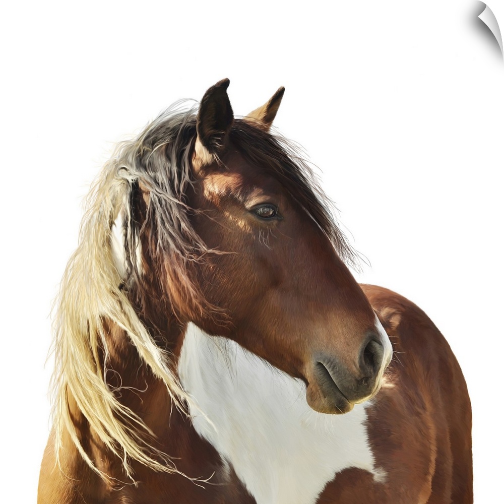 Originally a digital painting of paint horse on white background.