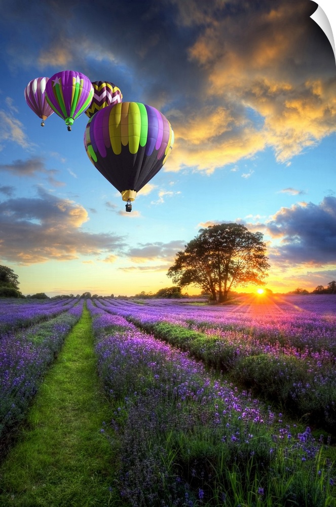 Stunning sunset with atmospheric clouds and sky over vibrant ripe lavender fields in English countryside with hot air ball...