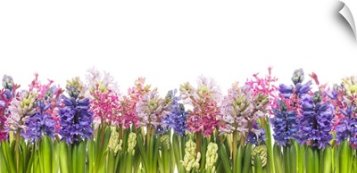 Hyacinths Flowers Blooming In Spring