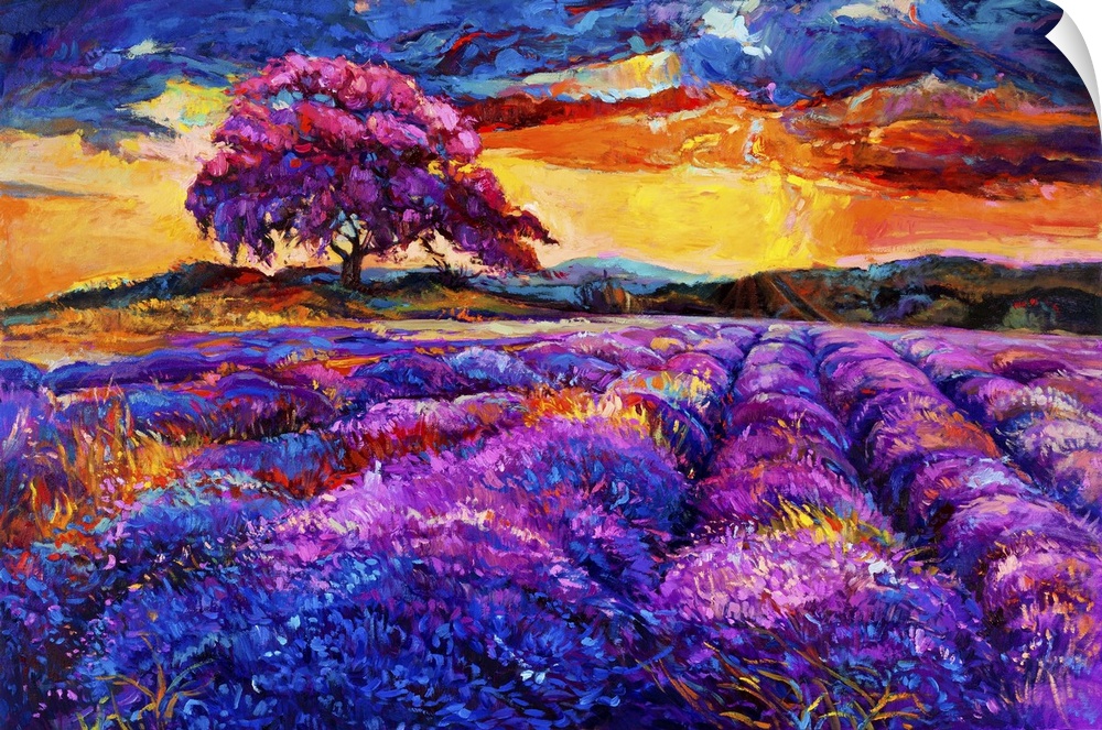 Originally an oil painting of lavender fields on canvas. Sunset landscape. Modern impressionism.