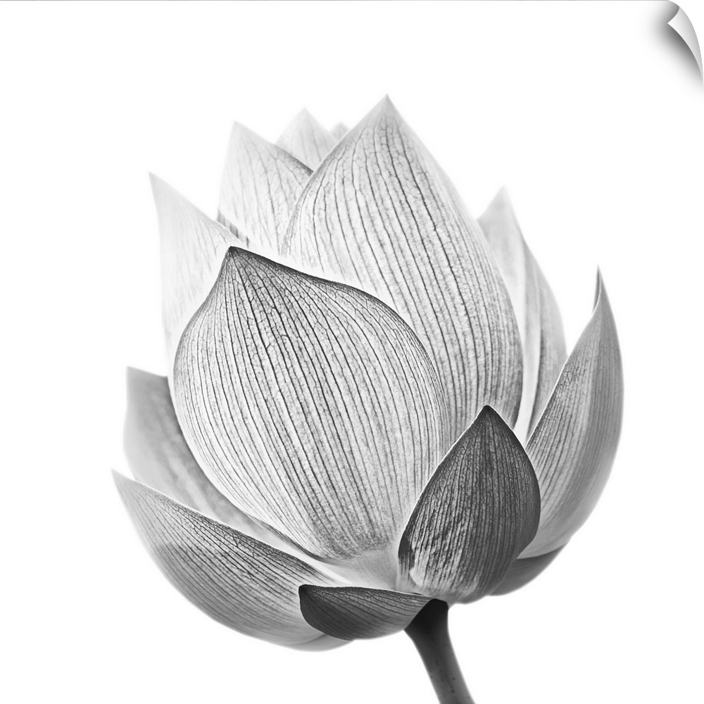 Lotus flower in black and white isolated on white background.