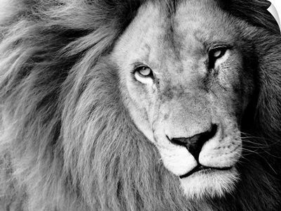 Male Lion In Black And White