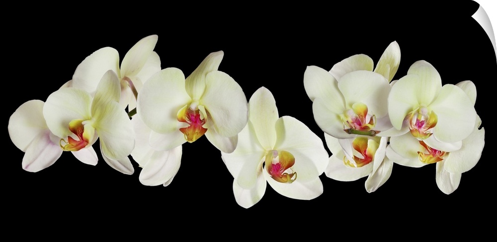 Light yellow orchid flowers isolated on a black background.
