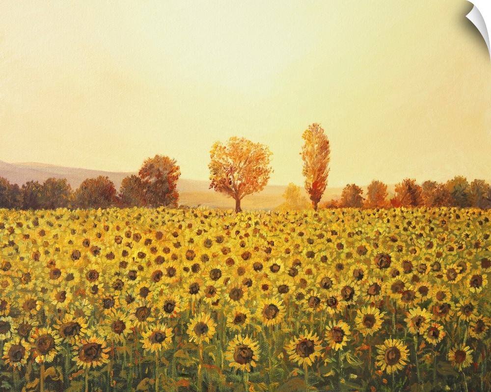 Sunflower field at sunset.