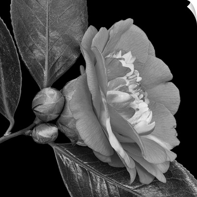 Monochrome Gray White Veined Camellia Blossom
