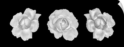 Monochrome Rose Blossoms