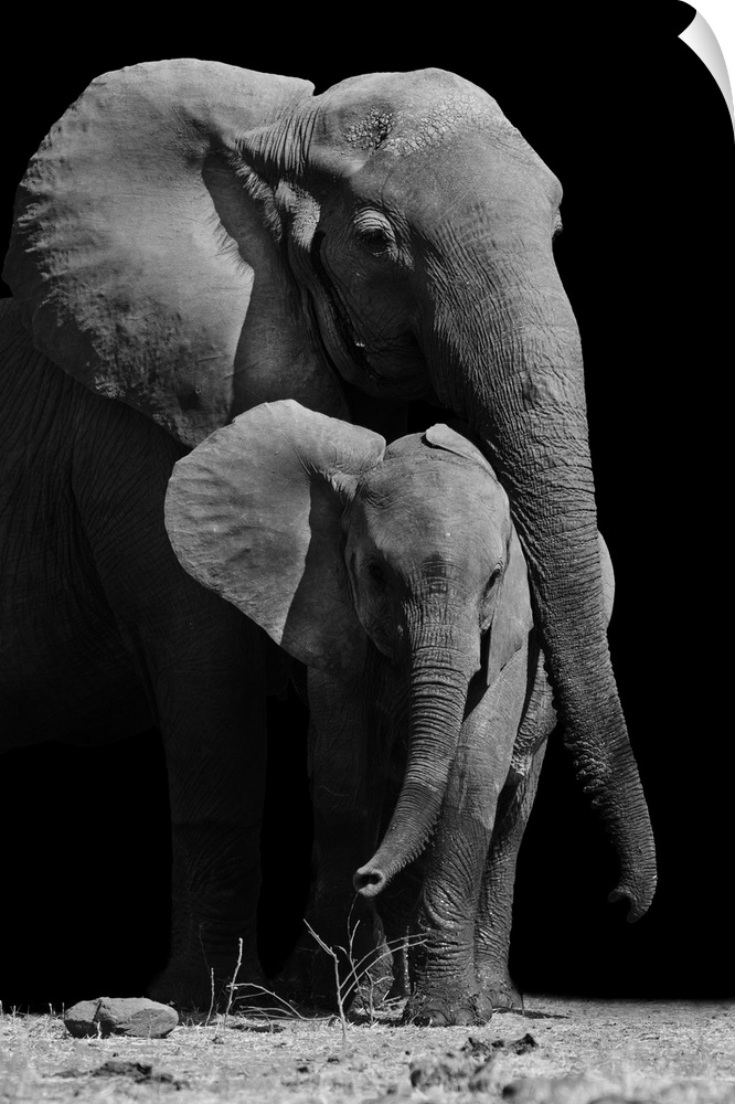 Black and white image of a mother elephant protecting her baby.