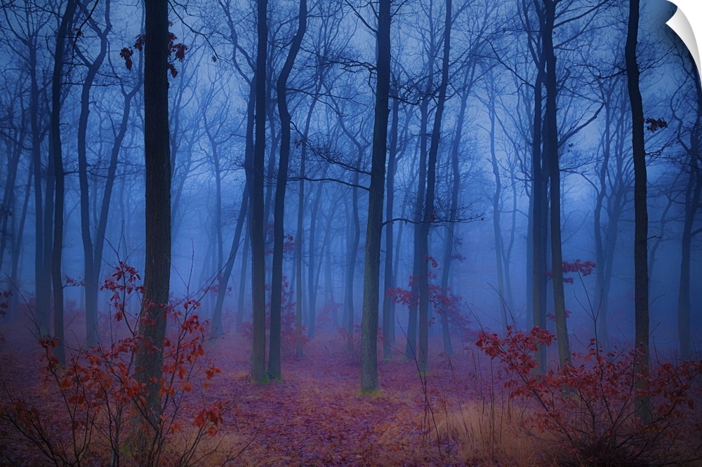 Mysterious forest in the morning mist.
