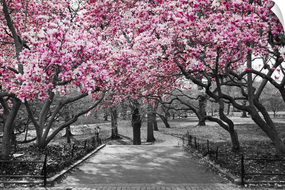 Pink blossoms in central park black and white landscape, New York city.