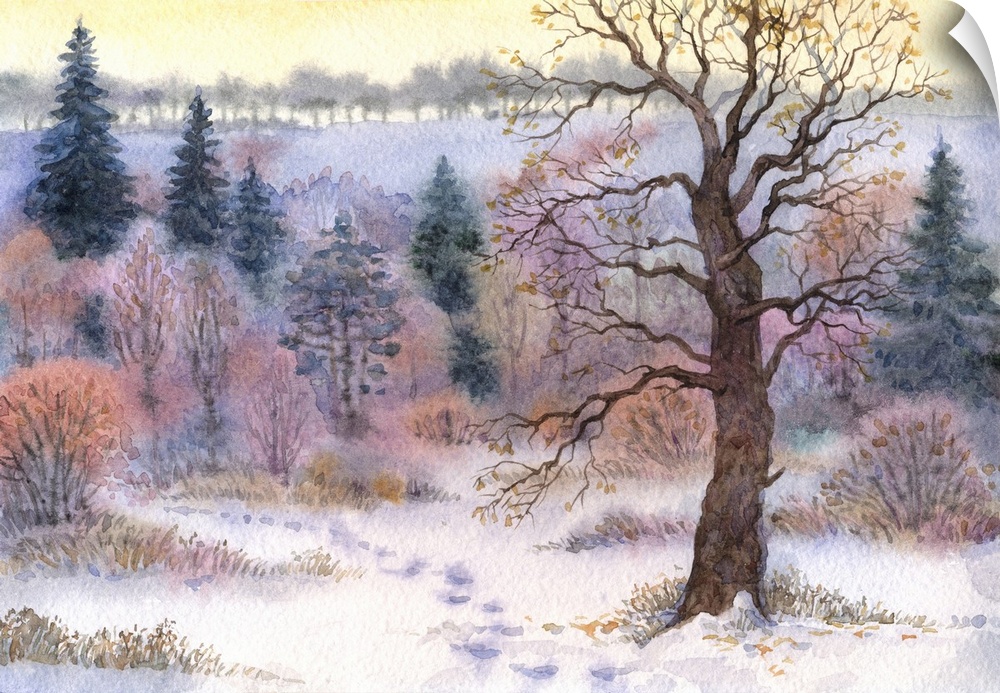 Watercolor landscape of an old tall oak in a forest clearing in the winter snow valley.