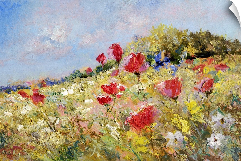 Red poppies and white marguerites on a summer meadow.