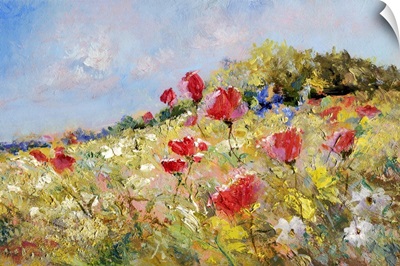 Painted Poppies On Summer Meadow